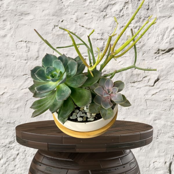Potted succulent arrangement with rosette plants and tall stems in a white bowl