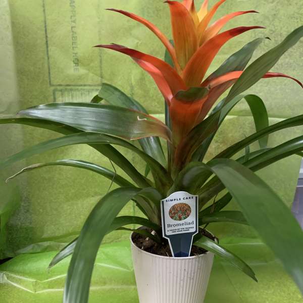 Potted bromeliad with orange-red bloom in a white planter