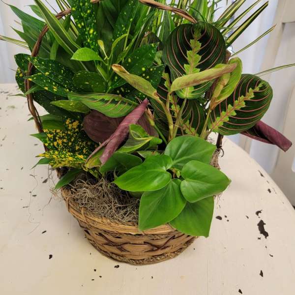 Basket of assorted green houseplants with patterned leaves