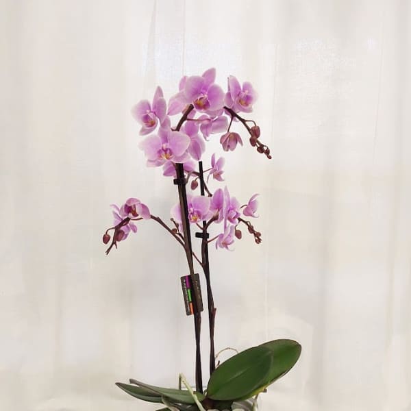 Pink orchid plant in a white pot