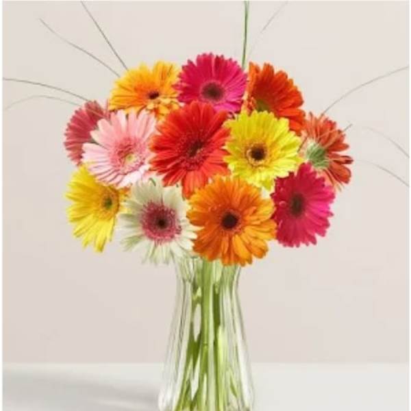 Colorful gerbera daisies in a clear glass vase