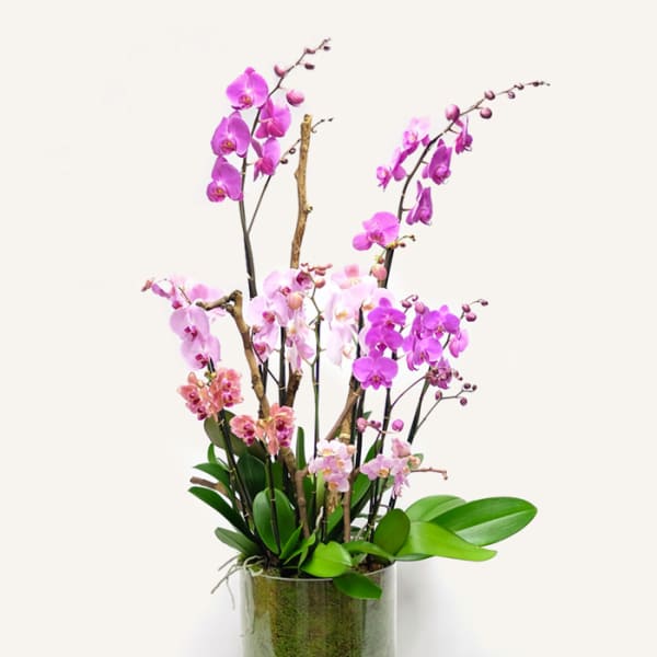 A Beautifully Pink Array) Orchids