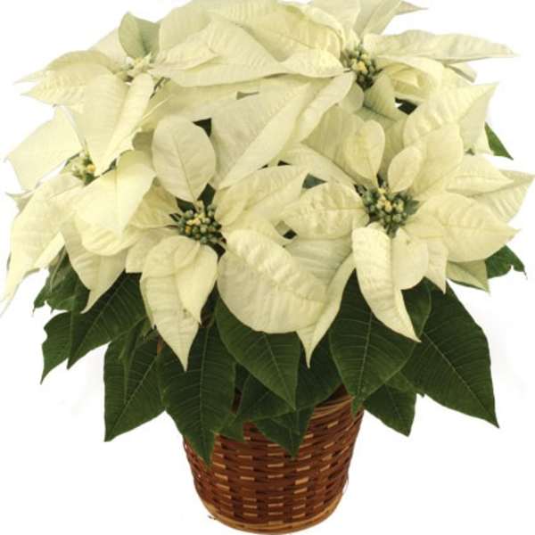 White poinsettia plant with dark green leaves in a woven brown basket