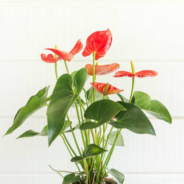 Anthurium plant