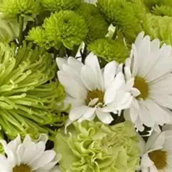 Green and white bouquet with daisies and pompom chrysanthemums