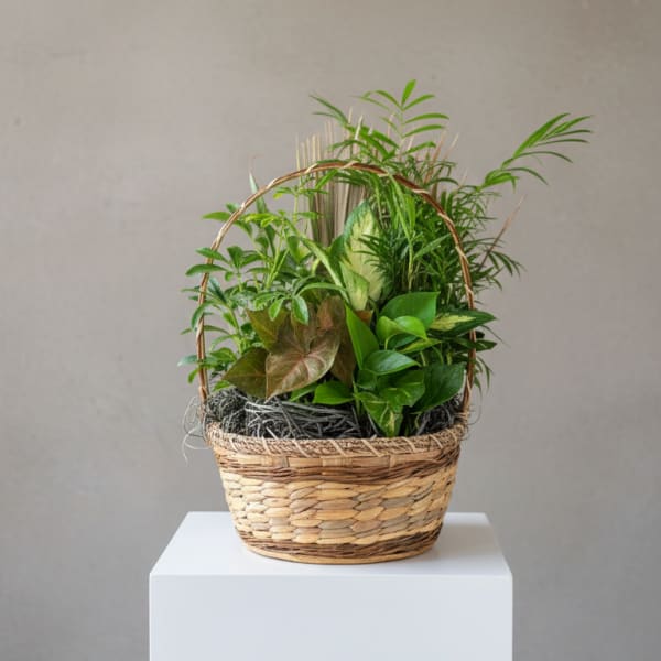 Basket of assorted green houseplants on a white pedestal