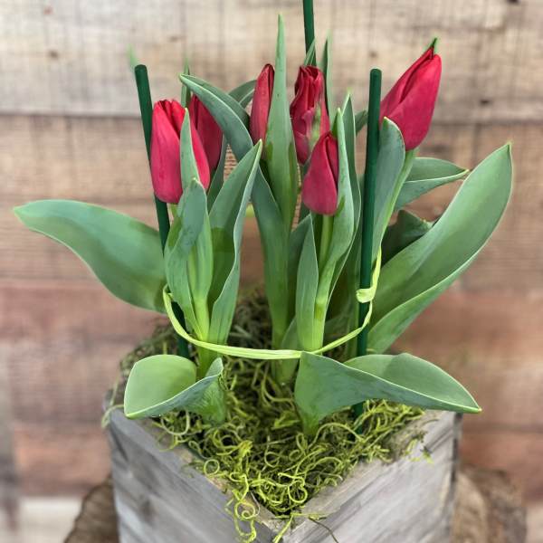 Potted Spring Tulip