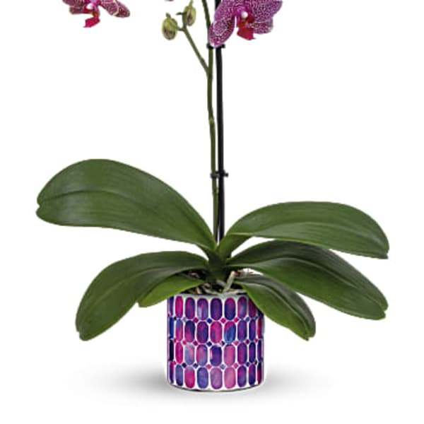Potted purple orchid with broad green leaves in a patterned container