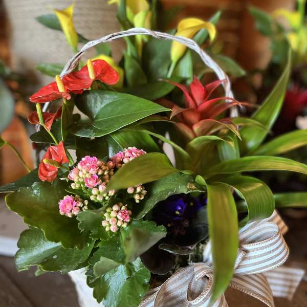 Basket of potted flowering plants with red anthuriums and pink blooms
