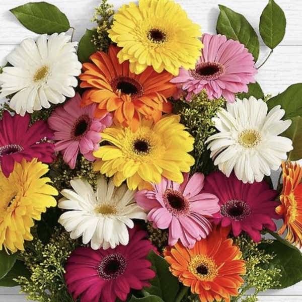 Bouquet of colorful gerbera daisies with green leaves