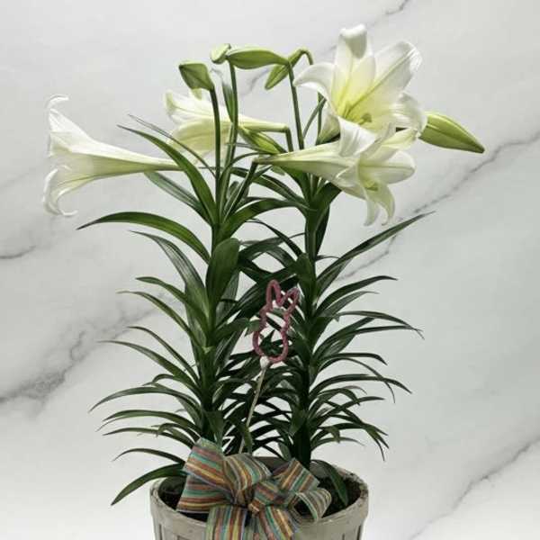 Potted white Easter lily plant in a light wooden basket with striped bow and bunny pick.