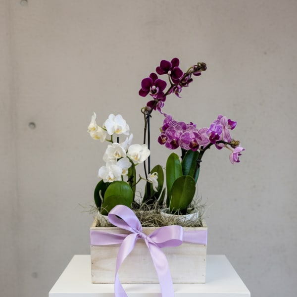 Potted orchids in a wooden box tied with a lavender ribbon