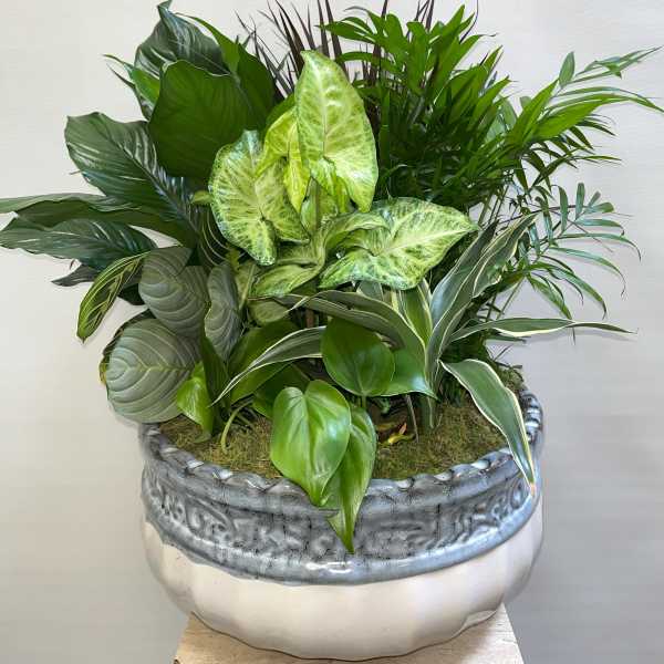 Large mixed green plant arrangement in a decorative ceramic pot