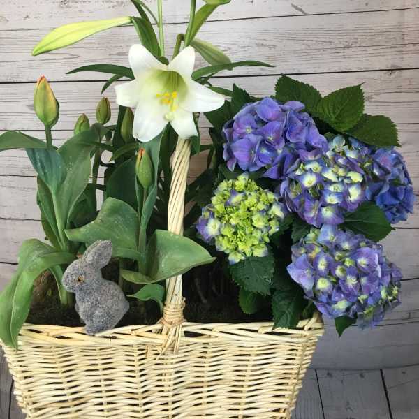 Basket of white lily, tulip buds, and purple and green hydrangeas with a small gray bunny