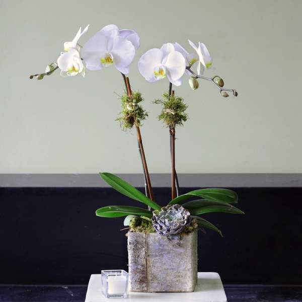 White orchid arrangement in a textured square container with a small candle beside it