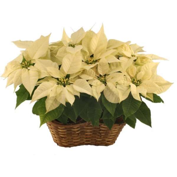 White poinsettia plant in a brown wicker basket