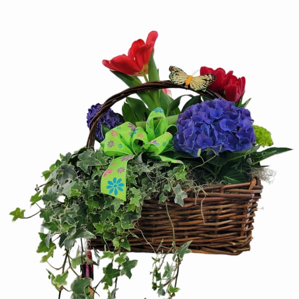 Basket of red tulips, blue hydrangea, and ivy with a ribbon and butterfly