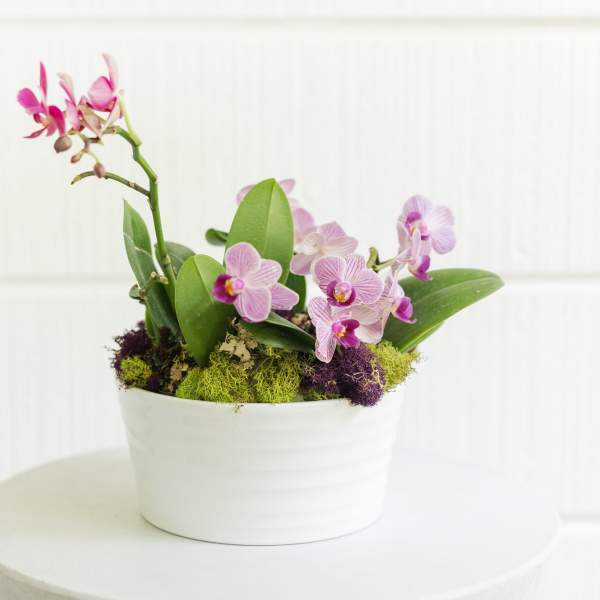 mini orchid oasis