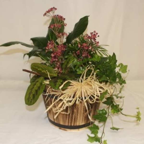 Mixed green plants with small pink flowers in a rustic wooden basket with raffia bow