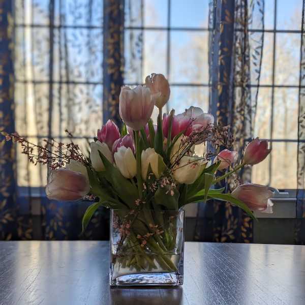 Pink and white tulips arranged in a clear glass vase