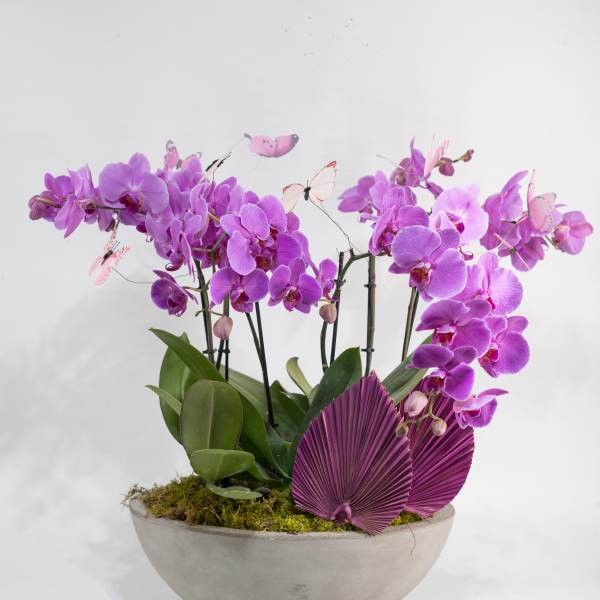 Purple orchids in a shallow gray bowl with decorative butterflies