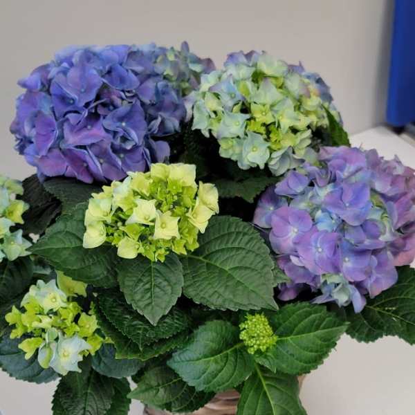 Basket of purple and green hydrangeas with large dark leaves