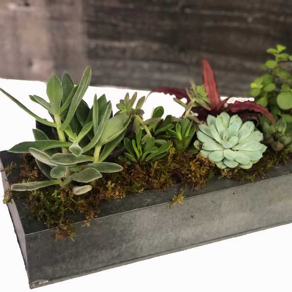 Rectangular planter with assorted succulents and moss