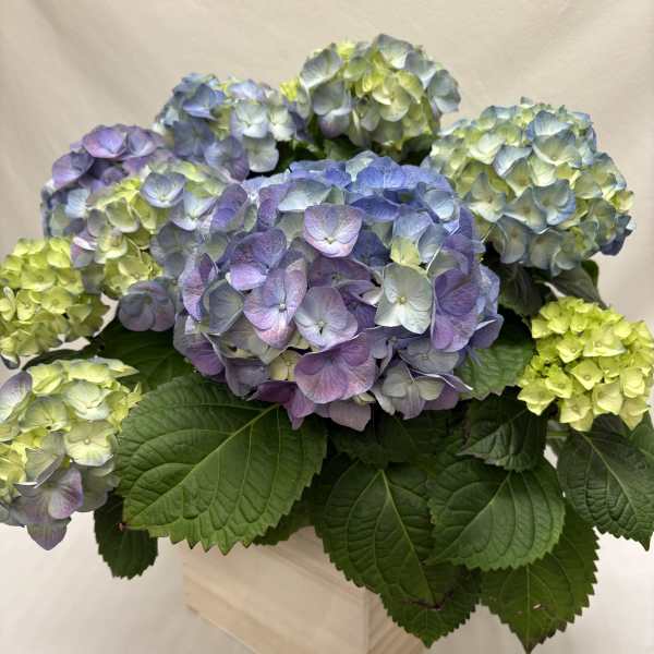 Blue hydrangea Plant