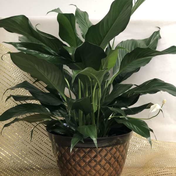 Potted peace lily plant with white blooms in a decorative brown planter