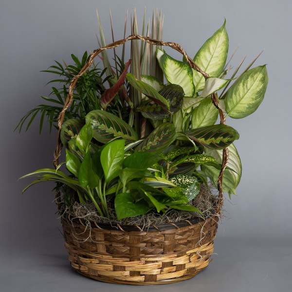 Dish Garden 12" Container