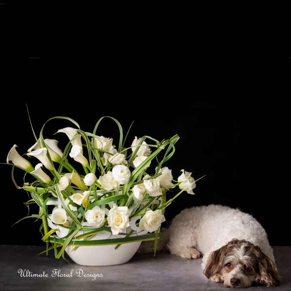 White floral arrangement in a low bowl beside a small dog
