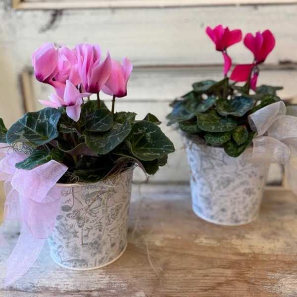 Two potted pink cyclamen plants in patterned white containers with sheer ribbon bows