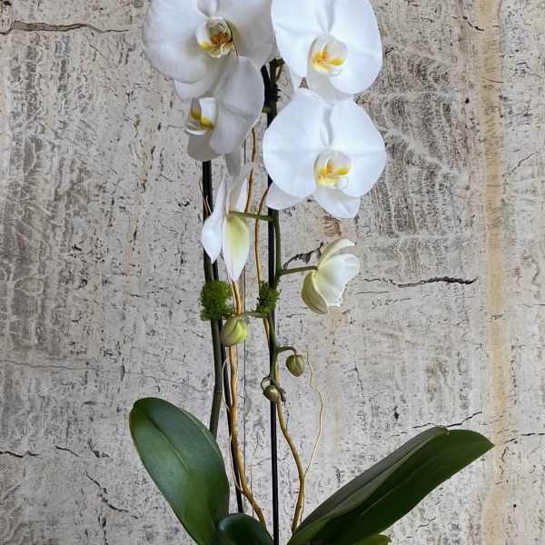 White orchid plant in a gray pot with broad green leaves