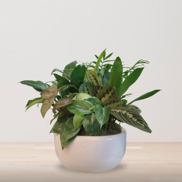 Botanical Oasis Dish Garden