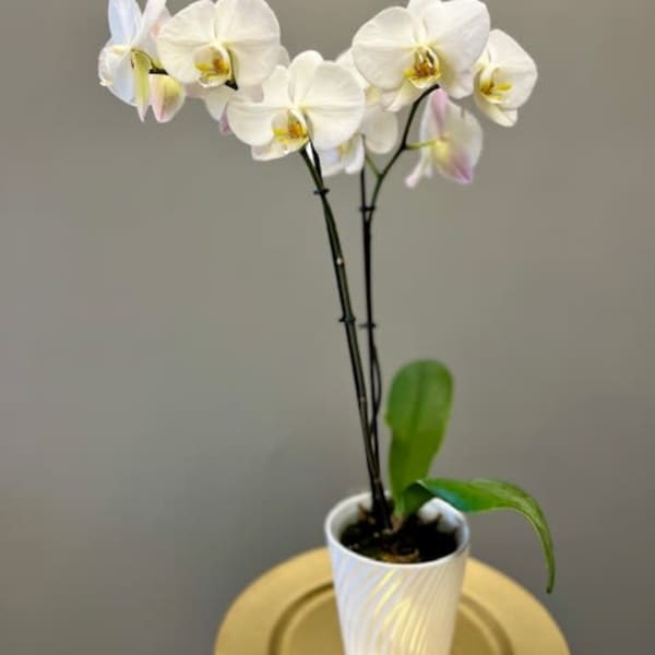 White orchid plant in a white pot on a gold tray