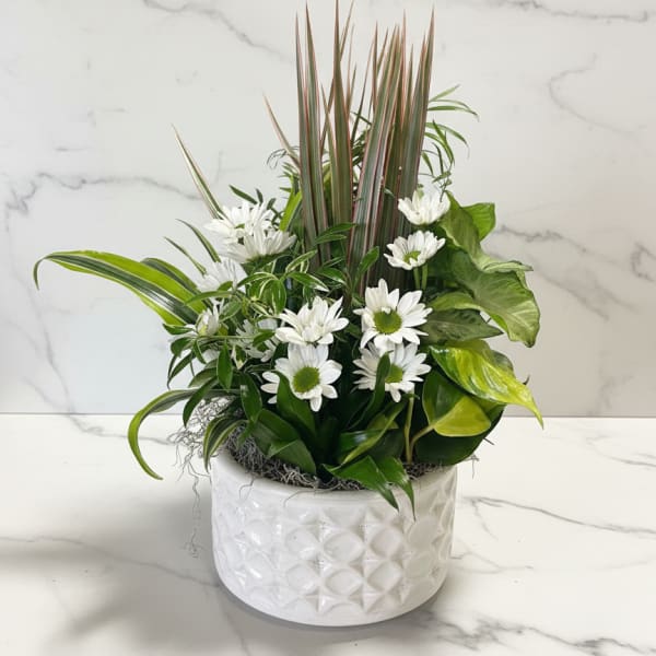 White daisies and mixed greenery in a white ceramic pot