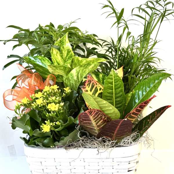 Mixed potted plants in a white wicker basket with a ribbon
