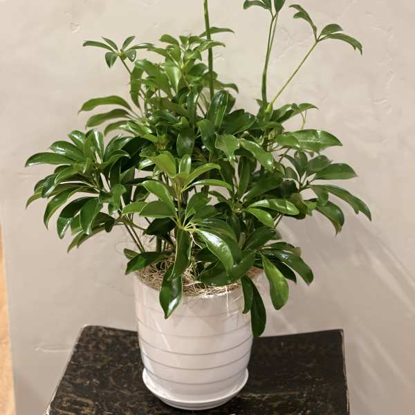 Potted green houseplant in a white ceramic pot
