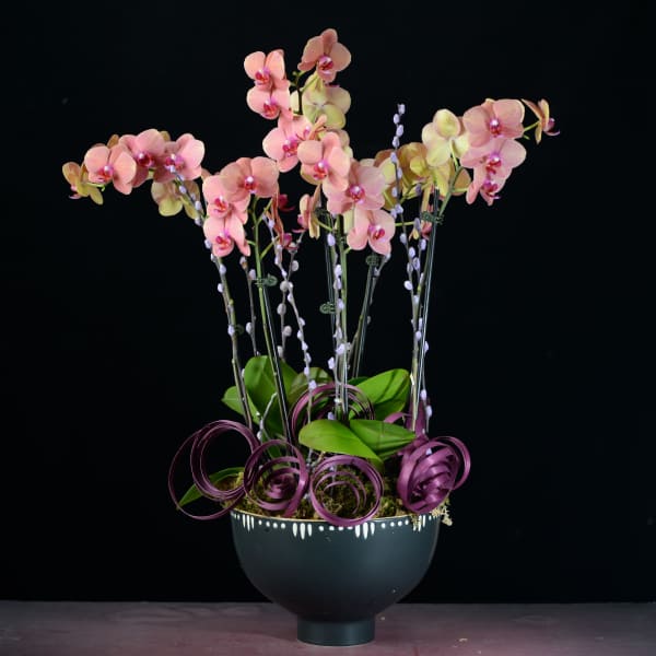 Pink orchid arrangement in a black vase with purple ribbon curls