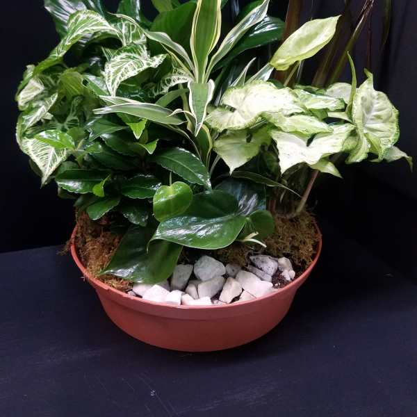 Medium 12 in.Dish Garden