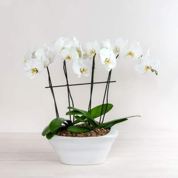Classic Double Phalaenopsis