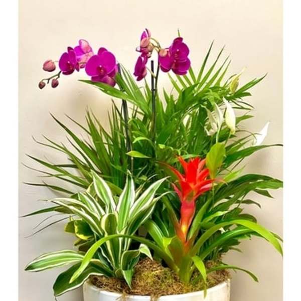 Tropical plant arrangement with purple orchids in a white bowl planter