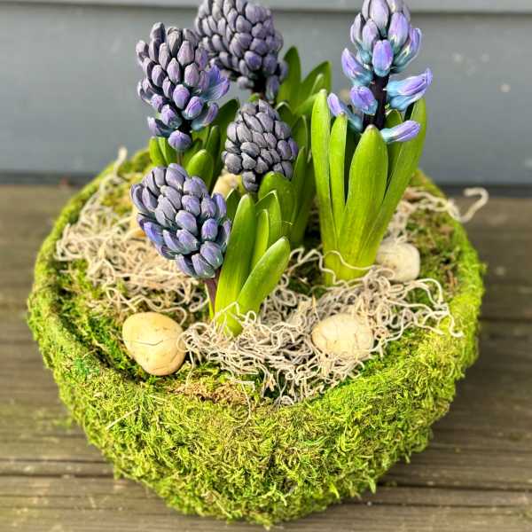 Potted Spring Hyacinth Large