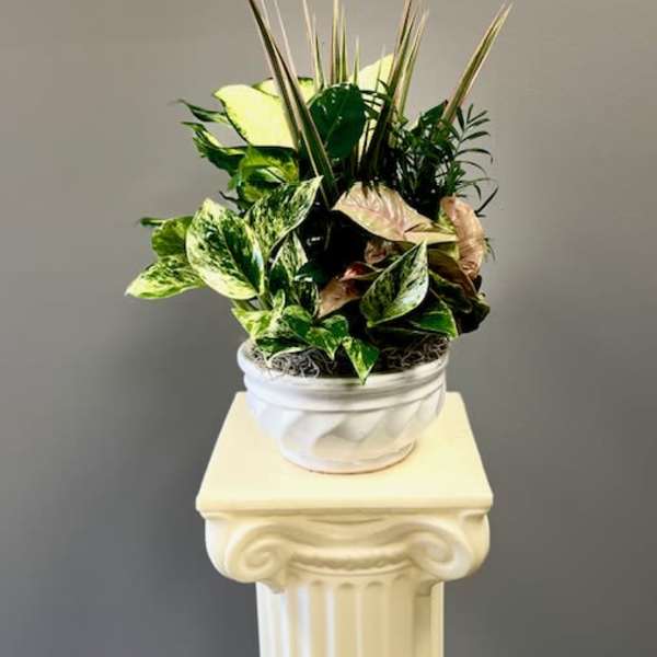 Potted tropical foliage arrangement in a white container