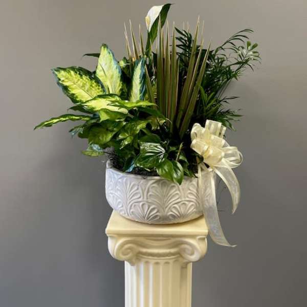 White potted plant arrangement with a ribbon bow