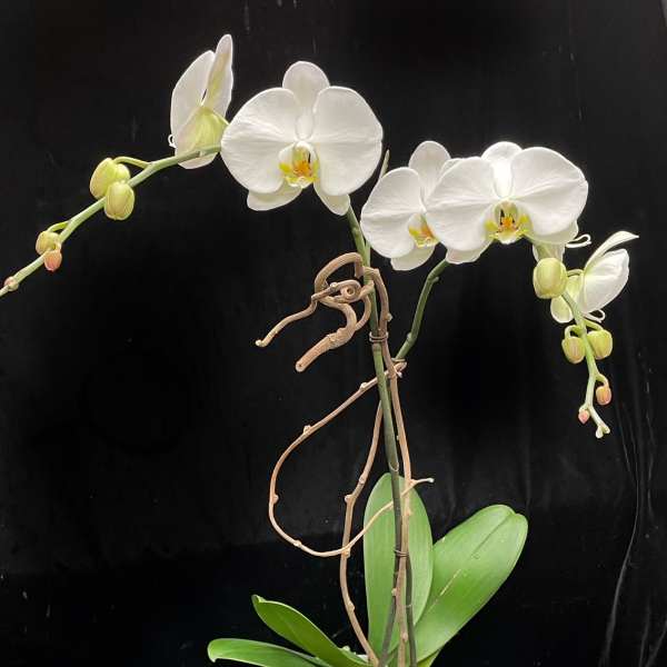 Tall white phalaenopsis orchid plant in a two-tone ceramic pot against a black background