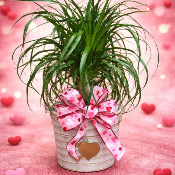 Potted green plant with a pink heart ribbon and hanging heart tag