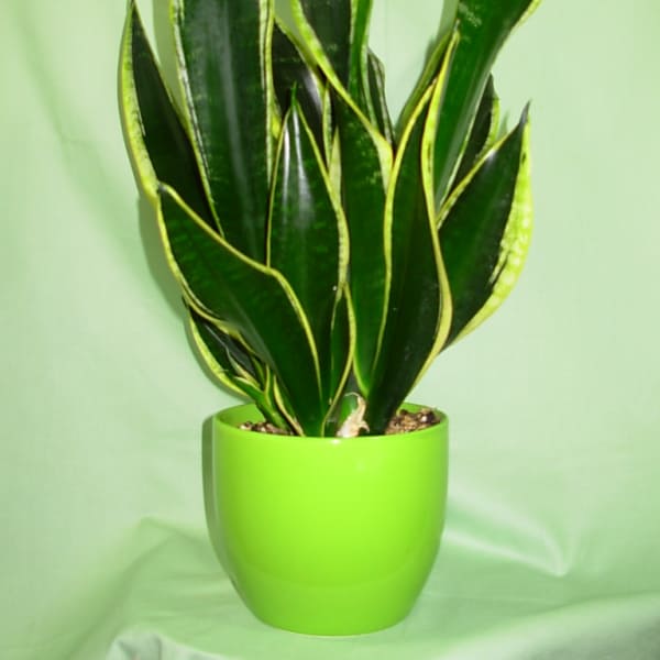 Potted snake plant with tall variegated leaves in a bright green pot