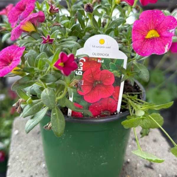 Calibrachoa 'Congo' (4.5” Pot)
