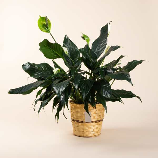 Potted peace lily plant with white blooms in a woven basket